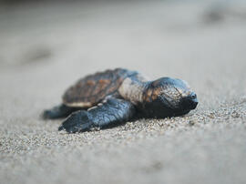 The Impact of El Salvador’s Ban on Consumption of Sea Turtles